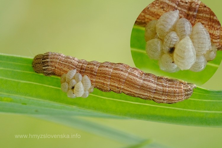 Chalcidoidea sp. larva